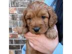 Mutt Puppy for sale in Houston, MO, USA