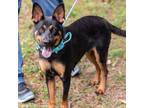 Adopt PEACHES-27997 a Black German Shepherd Dog / Mixed dog in Bartlett