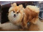 Adopt Missy a Red/Golden/Orange/Chestnut Pomeranian / Mixed dog in Freeport