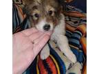 Shetland Sheepdog Puppy for sale in Graniteville, SC, USA