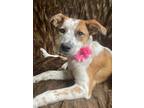 Adopt Bee a Australian Cattle Dog / Mixed Breed (Medium) / Mixed dog in Decatur
