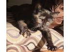 Adopt Ivy a Tortoiseshell Domestic Shorthair / Mixed (short coat) cat in Los