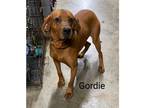 Adopt GORDIE a Redbone Coonhound / Mixed dog in Crossville, TN (38336780)