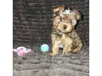 Yorkshire Terrier Puppy for sale in Albertville, MN, USA