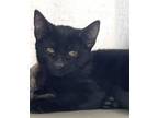 Adopt Fosh a All Black Domestic Shorthair / Mixed (short coat) cat in