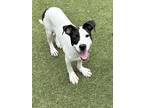 Adopt Hopper a Terrier (Unknown Type, Medium) / Mixed dog in Birmingham