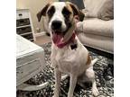 Adopt Reba Ann (Annie) a White - with Tan, Yellow or Fawn Anatolian Shepherd /