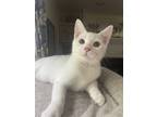 Adopt Tahoe a White (Mostly) Domestic Shorthair / Mixed cat in Phillipsburg