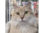 Adopt Kaleesi a Domestic Mediumhair / Mixed (long coat) cat in Youngsville