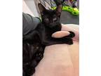 Adopt Starry a All Black Domestic Shorthair / Mixed cat in Youngsville