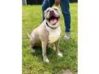 Adopt Phoenix a American Pit Bull Terrier / Mixed dog in Walden, NY (38323206)