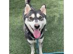 Adopt MAVERICK a Black - with White Alaskan Malamute / Mixed dog in Chatsworth