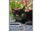 Adopt Wednesday, Willow Grove PA (FCID# 05/09/2023-145) a All Black Domestic
