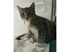 Adopt Casey a Gray or Blue Domestic Shorthair / Domestic Shorthair / Mixed cat