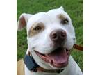 Adopt Muffin a Pit Bull Terrier / Mixed dog in Enfield, CT (38405206)