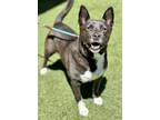 Adopt Rocky a Black Akita / Corgi / Mixed dog in Roseville, CA (38393404)