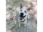 Adopt Ellie a White Husky / Mixed Breed (Medium) / Mixed (short coat) dog in