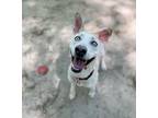 Adopt Ellie a White Husky / Mixed dog in Spartanburg, SC (38580510)