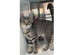 Adopt Angela a Brown or Chocolate Domestic Shorthair / Domestic Shorthair /