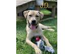 Adopt J.D. a Tan/Yellow/Fawn Labrador Retriever / Terrier (Unknown Type
