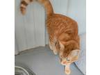 Adopt Aether a Orange or Red Domestic Shorthair / Domestic Shorthair / Mixed cat