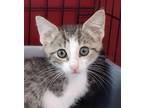 Adopt Mr.White a Brown or Chocolate Domestic Shorthair / Domestic Shorthair /