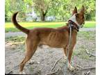 Adopt Rusty a Red/Golden/Orange/Chestnut Mixed Breed (Medium) / Mixed dog in