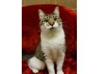 Adopt Aster a White Domestic Shorthair / Domestic Shorthair / Mixed (short coat)