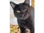 Adopt Cole a All Black Domestic Shorthair / Domestic Shorthair / Mixed cat in