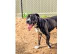 Adopt Abelino a Black Mixed Breed (Large) / Mixed dog in Cincinnati