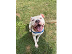 Adopt Miss Wiggles a White Mixed Breed (Large) / Mixed dog in Cincinnati