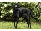 Adopt Jake a Black Labrador Retriever / Mixed dog in Cashiers, NC (38397393)