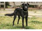Adopt Murphy a Black Hound (Unknown Type) / Mixed dog in Cashiers, NC (37457977)