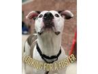 Adopt Pat a White American Pit Bull Terrier / Mixed dog in Valley View
