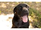 Adopt Mr. Corso a Brindle Cane Corso / Mixed dog in Kirby, TX (38516945)