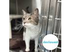 Adopt Kooper a Gray or Blue Domestic Shorthair / Domestic Shorthair / Mixed cat