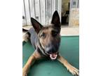 Adopt ROCKET a Black German Shepherd Dog / Mixed dog in San Antonio