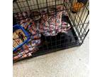 Adopt Smalls a All Black Domestic Shorthair / Domestic Shorthair / Mixed cat in