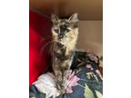 Adopt Aphrodite a Brown or Chocolate Domestic Longhair / Domestic Shorthair /