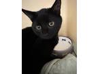 Adopt Arlene a All Black Domestic Shorthair / Domestic Shorthair / Mixed cat in