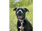 Adopt Sunisa a Black Mixed Breed (Large) / Mixed dog in Kansas City