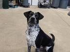 Adopt Horton a Black Beagle / Labrador Retriever / Mixed dog in Florence