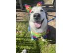 Adopt Jenna (HW+) a White Husky / Mixed dog in San Marcos, TX (38405477)
