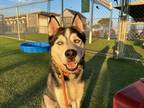 Adopt *GOUDA a Black - with White Husky / Mixed dog in Camarillo, CA (36061678)