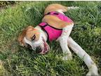 Adopt Dandy a Tan/Yellow/Fawn - with White Boxer / Cattle Dog / Mixed dog in San