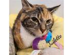 Adopt Juilette a Tortoiseshell Domestic Shorthair / Mixed (short coat) cat in