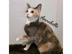 Adopt Annabelle a Calico or Dilute Calico Domestic Shorthair / Mixed (short