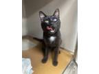 Adopt Legolas a All Black Domestic Shorthair / Domestic Shorthair / Mixed cat in