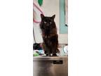 Adopt Shtayim 2 a Domestic Mediumhair / Mixed (short coat) cat in Fort Lupton
