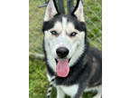 Adopt Enzo a Black Husky / Mixed dog in Madison, NJ (38409853)